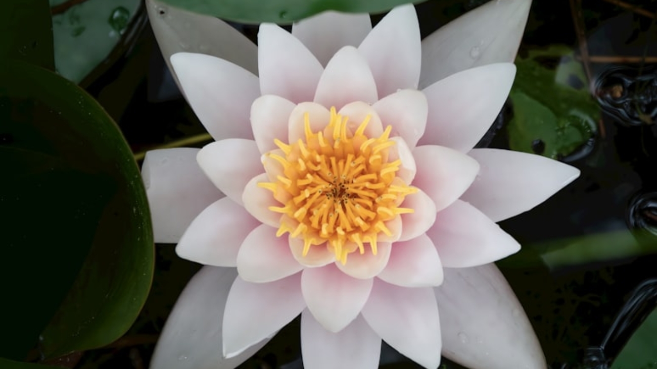 premium_photo-1695478576977-8616f1e4ac50