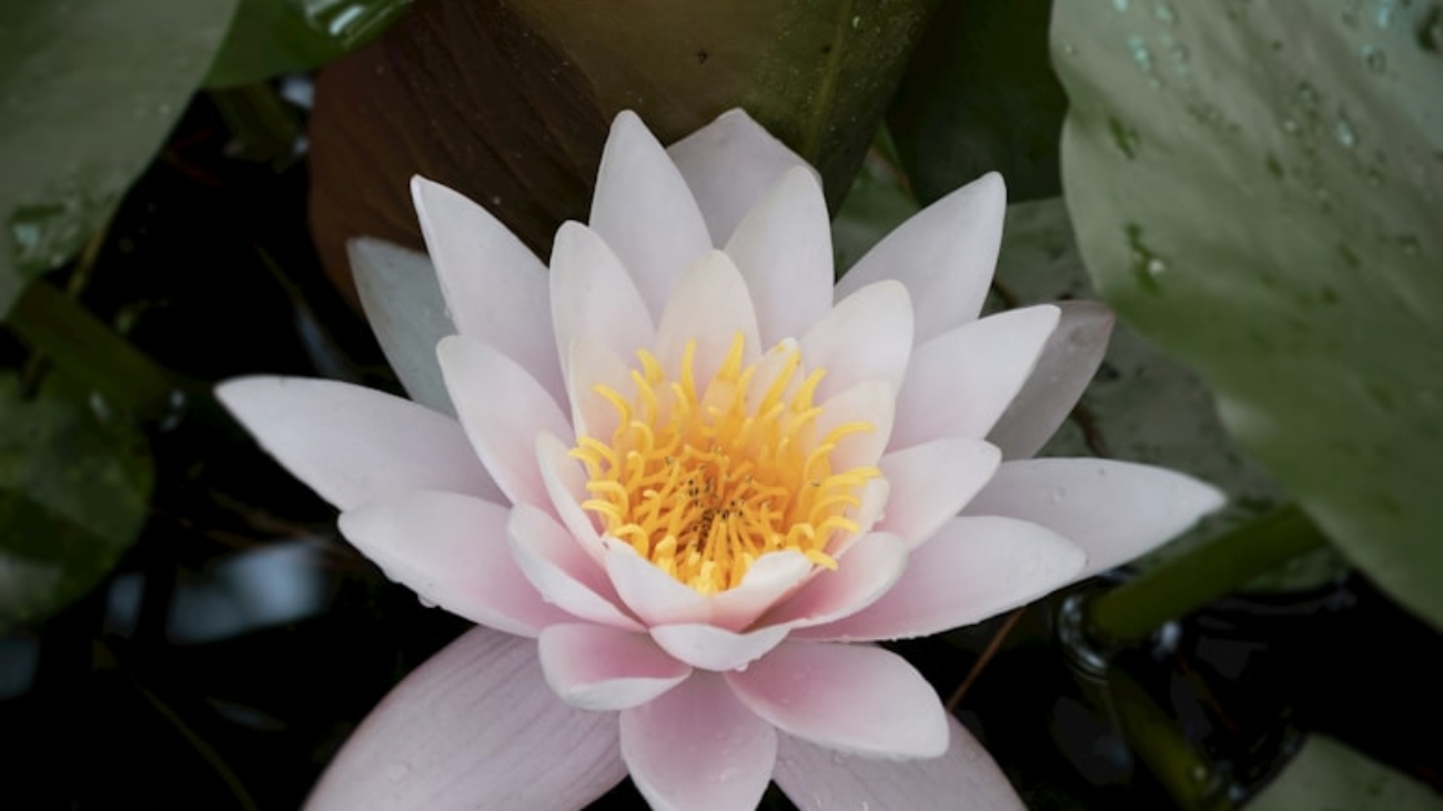 premium_photo-1695750536632-7e3055fc48d5