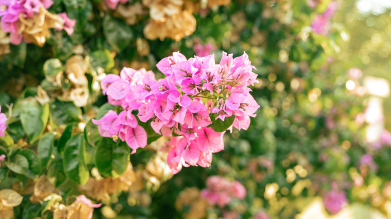 premium_photo-1710608360947-d0f17778ee4d