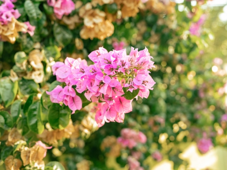 premium_photo-1710608360947-d0f17778ee4d