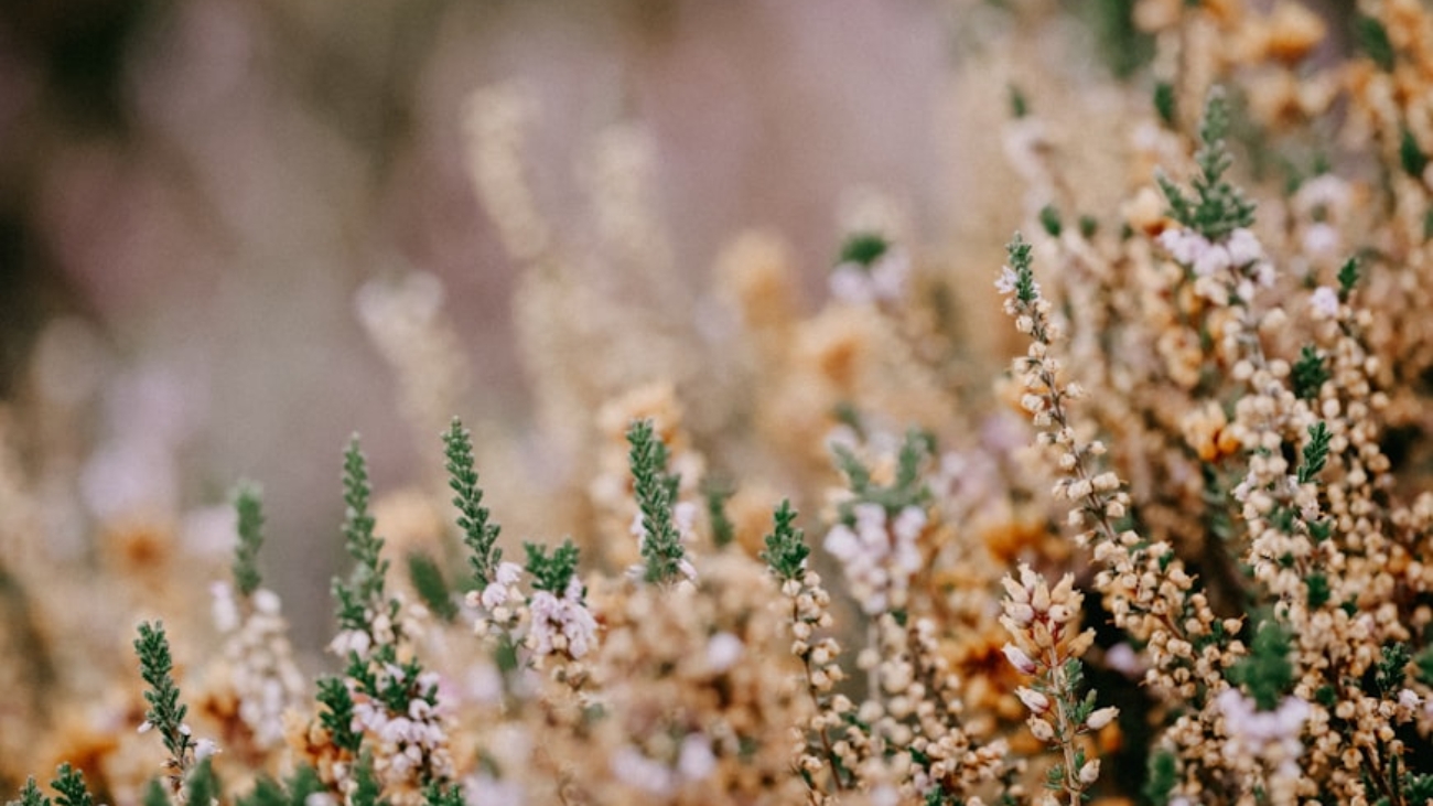 premium_photo-1725880621357-1526dea831f7