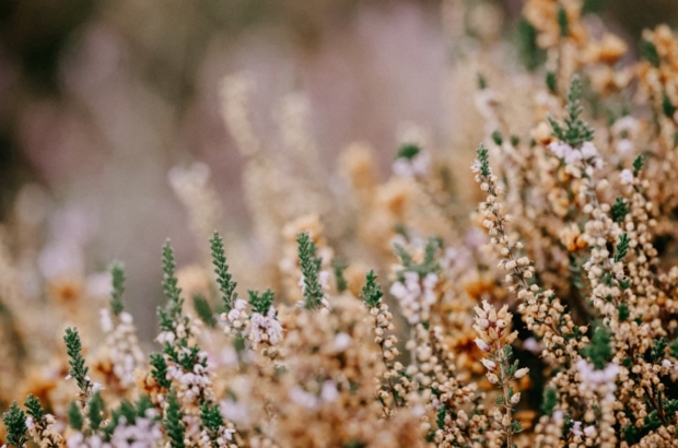 premium_photo-1725880621357-1526dea831f7