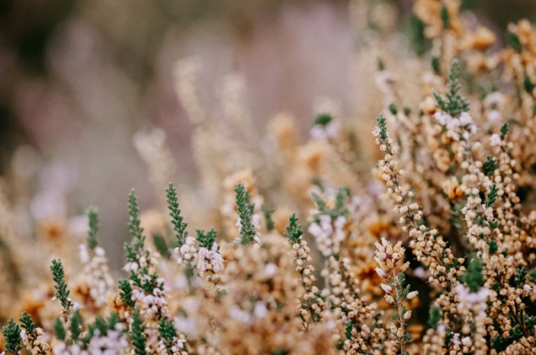 premium_photo-1725880621357-1526dea831f7