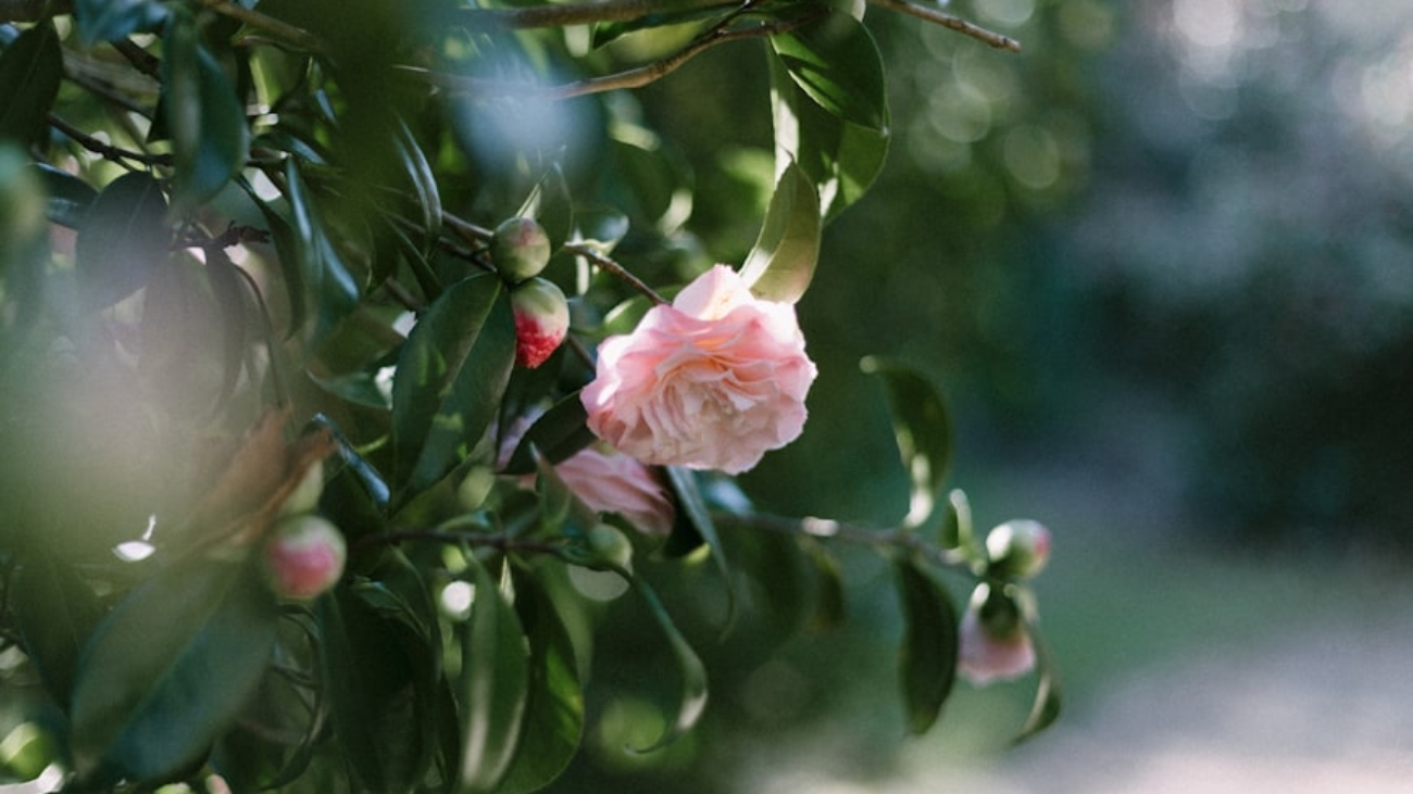 premium_photo-1742558711166-bbd4acdb8318