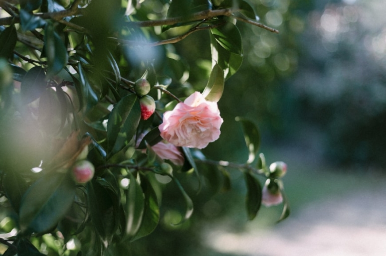 premium_photo-1742558711166-bbd4acdb8318