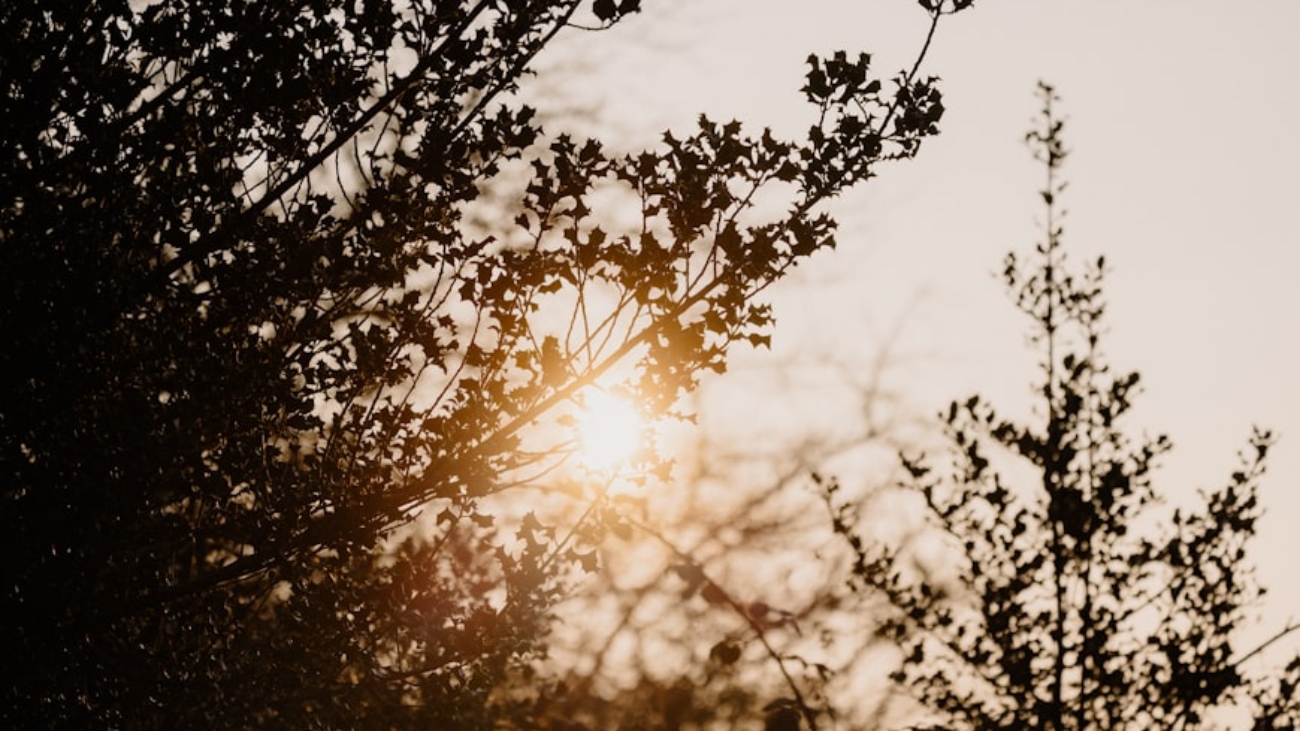 premium_photo-1743089486695-ff4da940d5f4