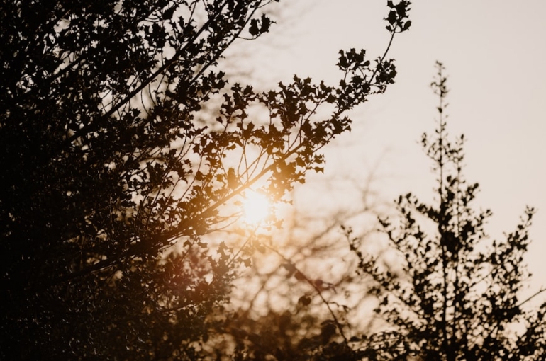 premium_photo-1743089486695-ff4da940d5f4