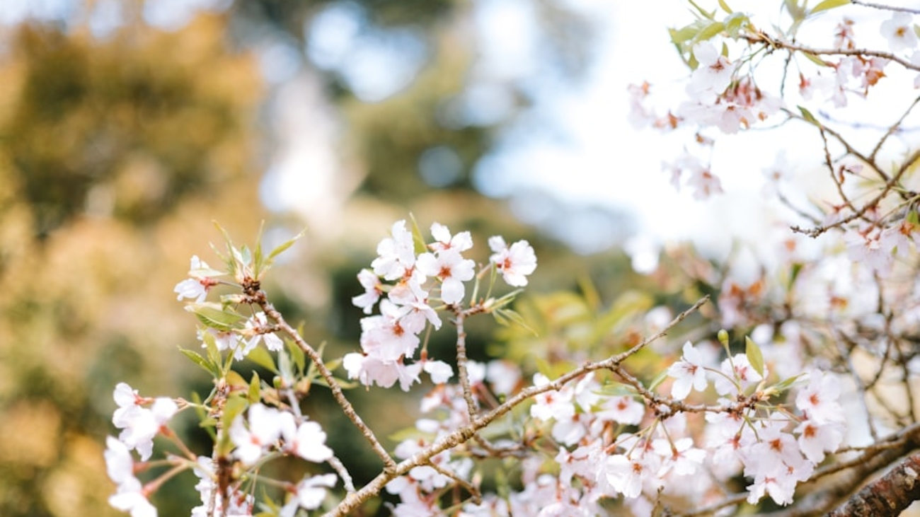 premium_photo-1744865470945-b84c2743d71a