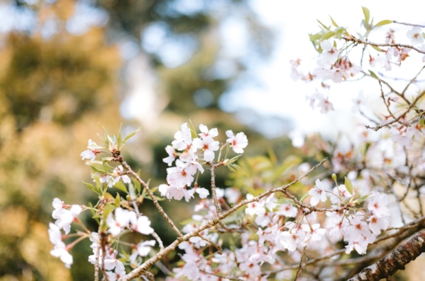 premium_photo-1744865470945-b84c2743d71a