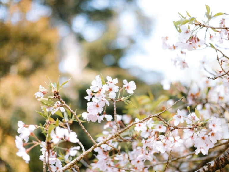 premium_photo-1744865470945-b84c2743d71a