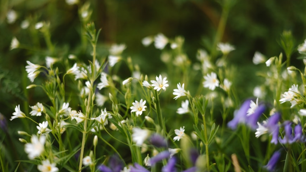 premium_photo-1745157158904-2e6ef518e0be