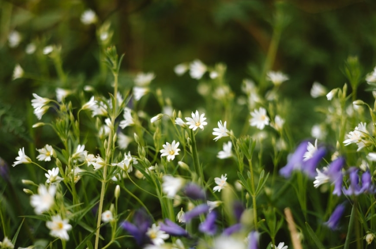 premium_photo-1745157158904-2e6ef518e0be