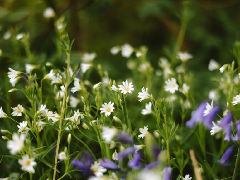 premium_photo-1745157158904-2e6ef518e0be