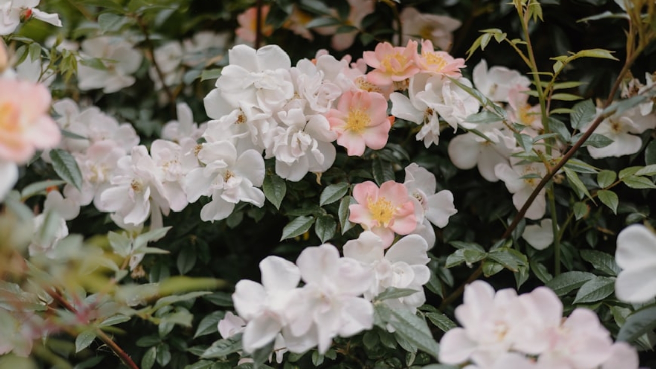 premium_photo-1748350571700-326a900467dc