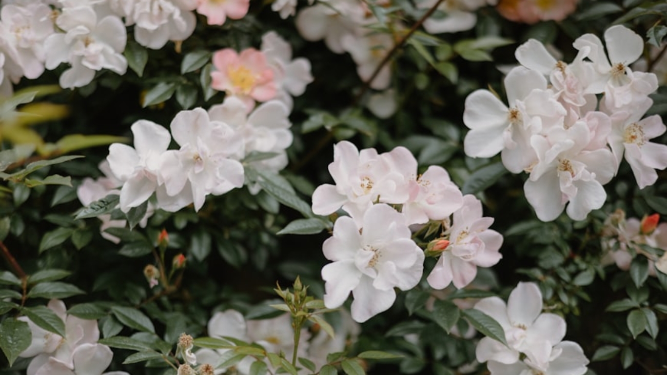 premium_photo-1748350571767-038f3c4675cc