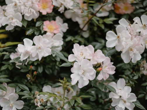 premium_photo-1748350571767-038f3c4675cc