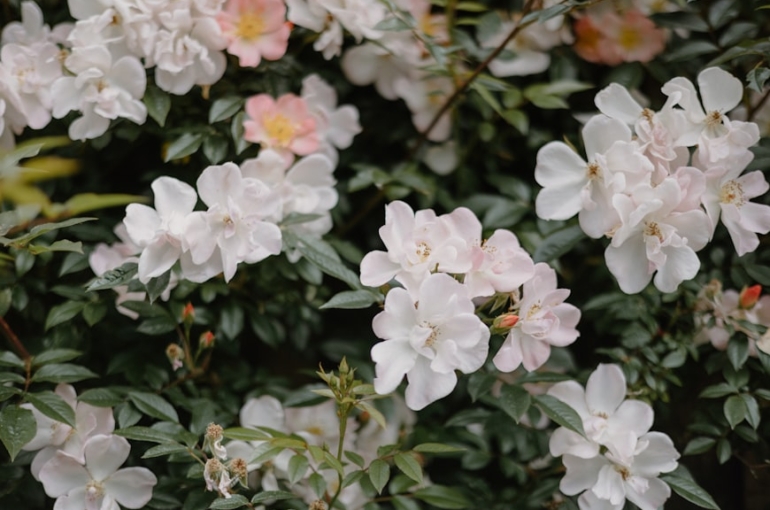 premium_photo-1748350571767-038f3c4675cc