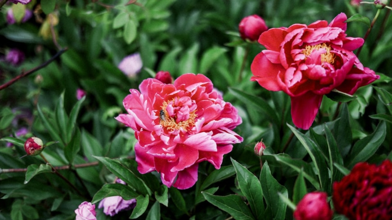 premium_photo-1748434640517-12f48572acea