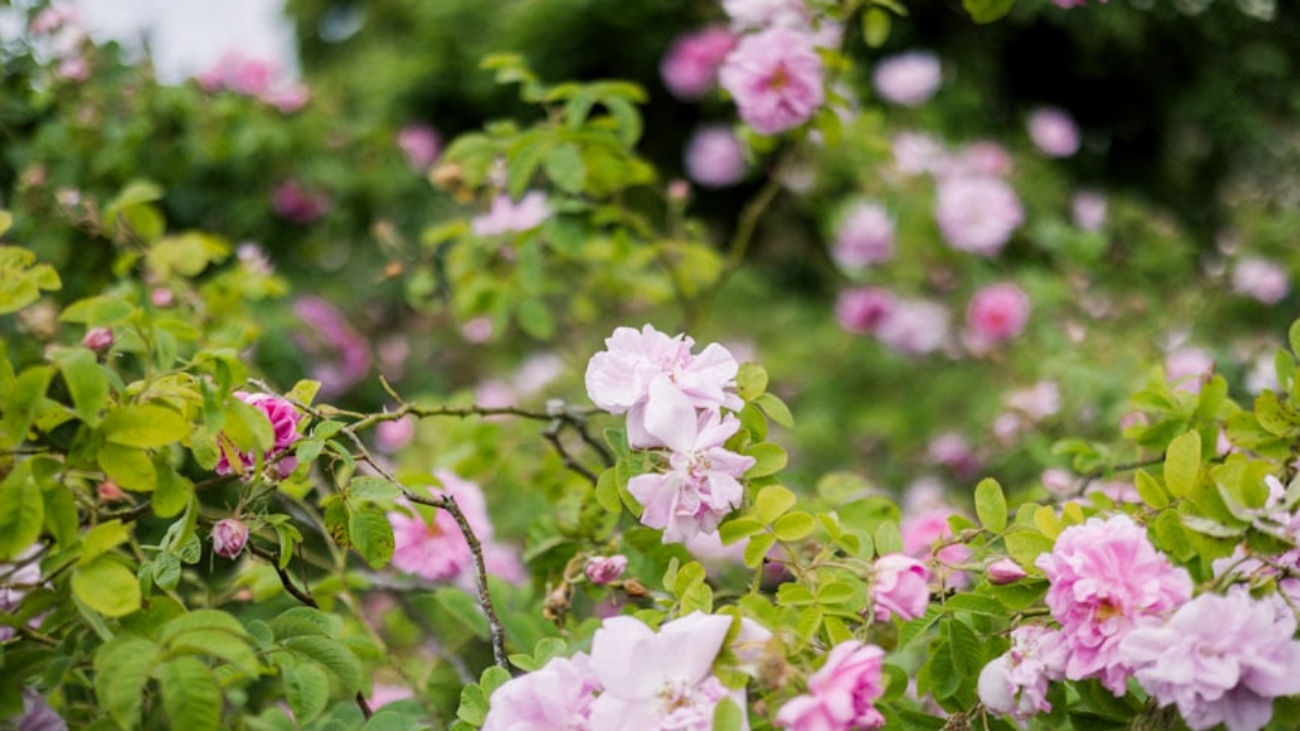 premium_photo-1748437648251-17edf4ba98dd