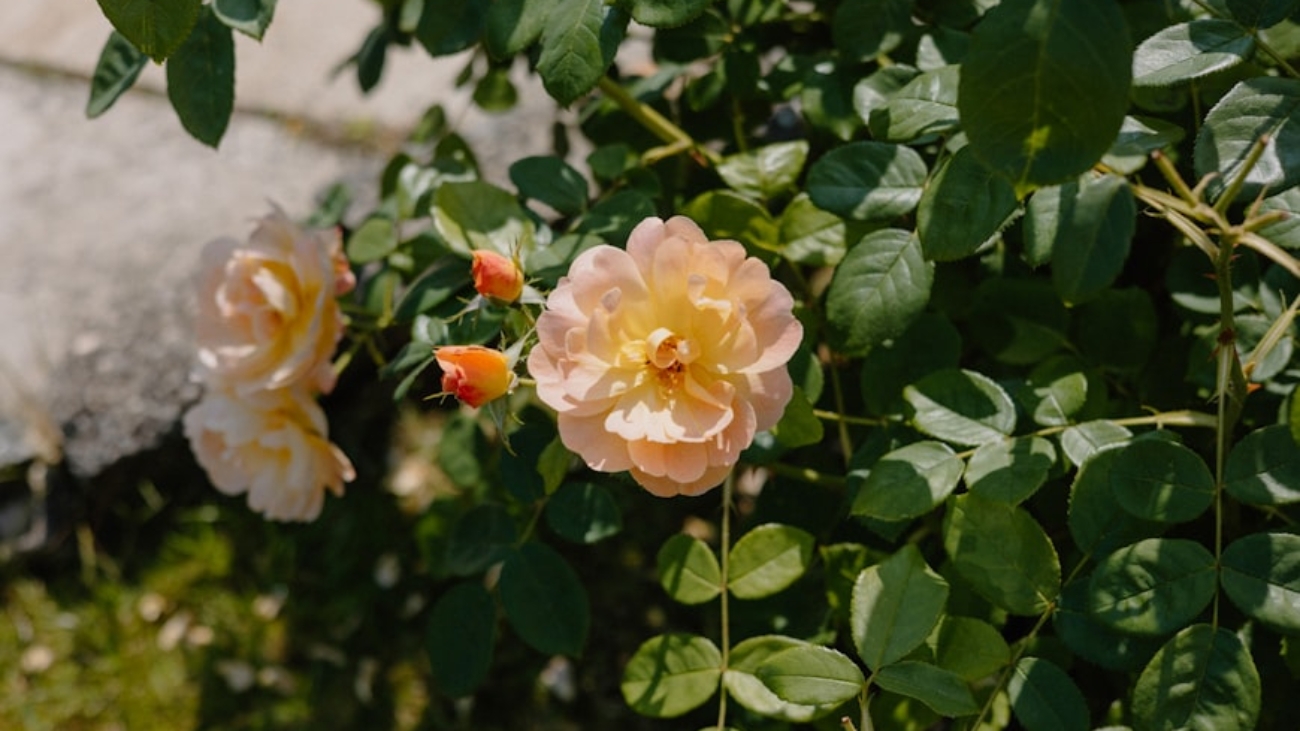 premium_photo-1749660402575-2e0a511d1f50