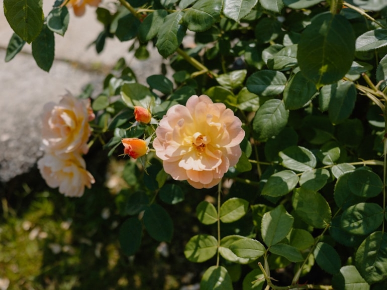 premium_photo-1749660402575-2e0a511d1f50