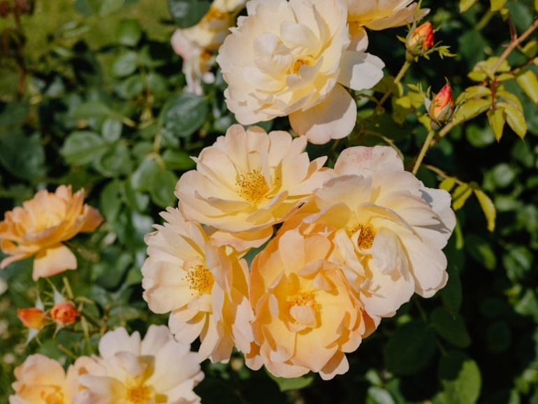 premium_photo-1749660402693-069897b47cee