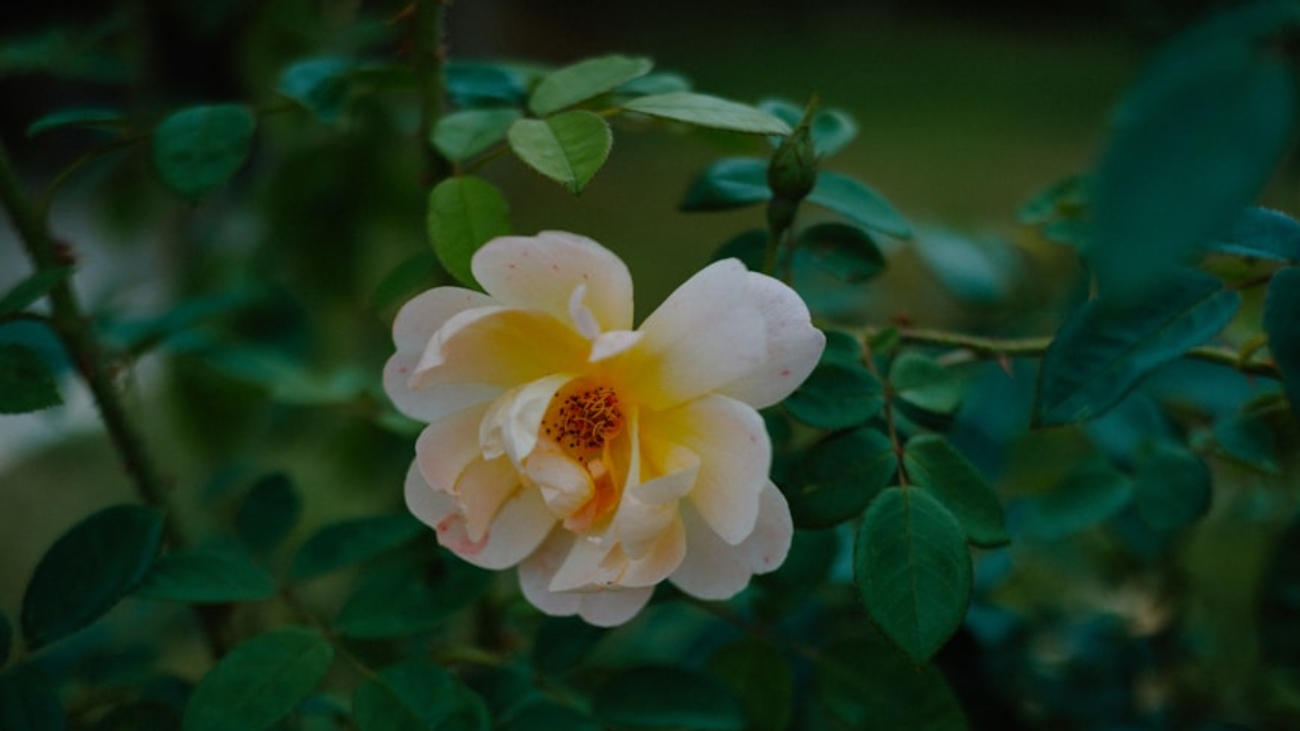 premium_photo-1754030528411-dc6ab156cffa