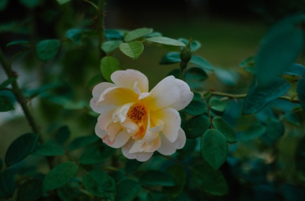 premium_photo-1754030528411-dc6ab156cffa