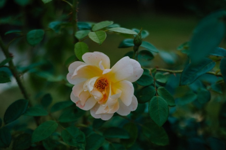 premium_photo-1754030528411-dc6ab156cffa