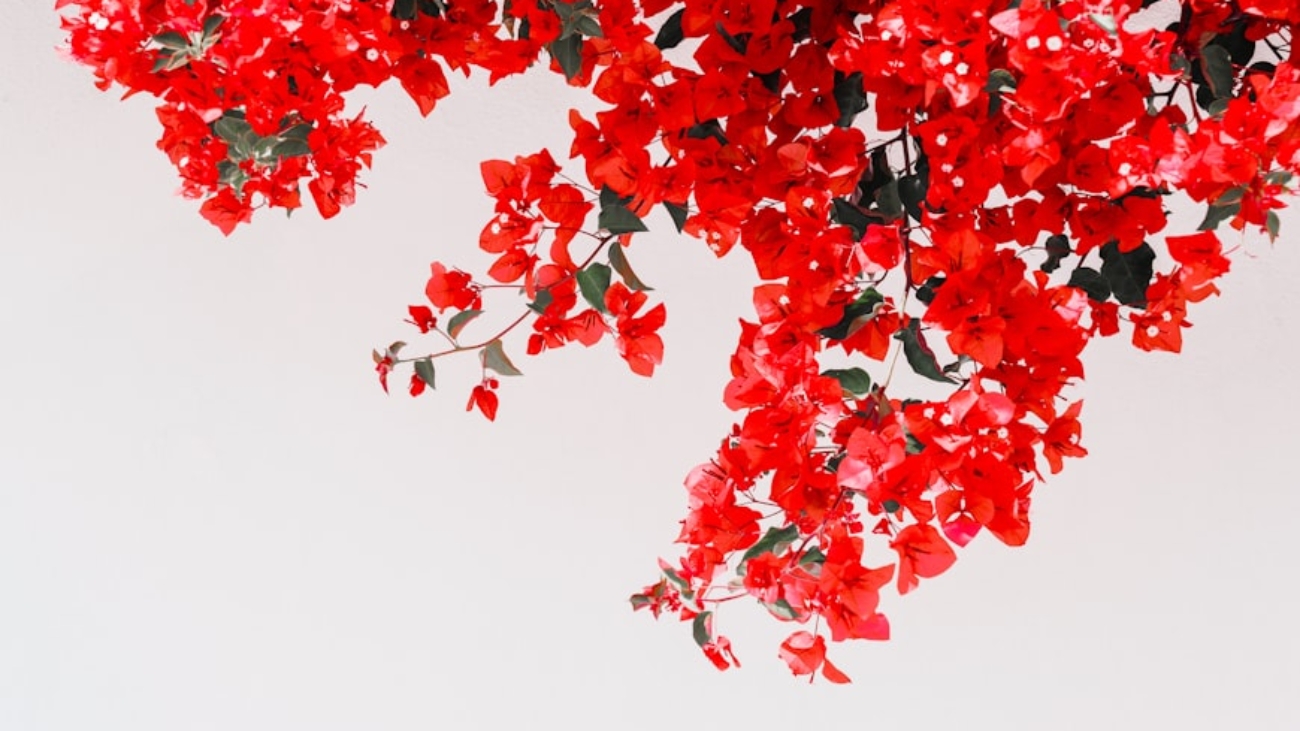 premium_photo-1754738812660-11ca16e5b8bd