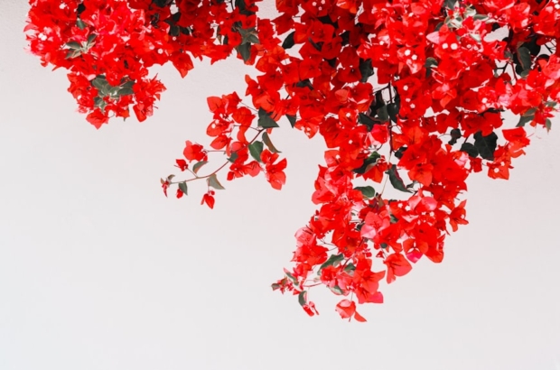 premium_photo-1754738812660-11ca16e5b8bd