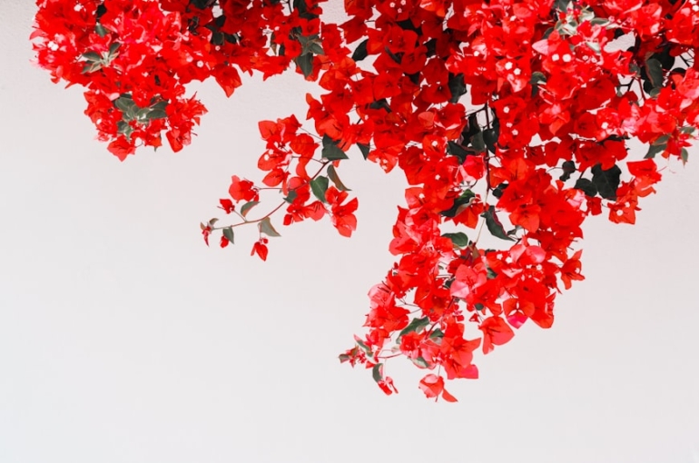 premium_photo-1754738812660-11ca16e5b8bd