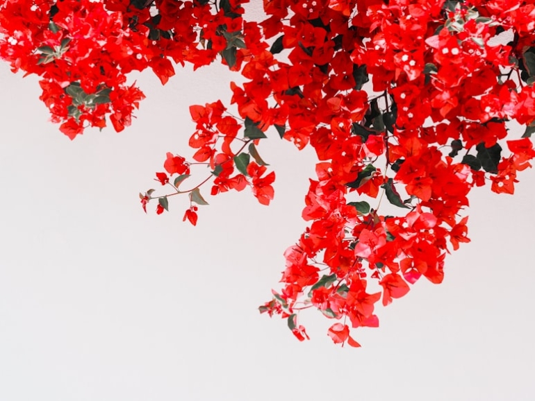 premium_photo-1754738812660-11ca16e5b8bd