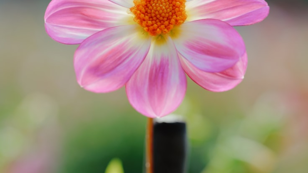 premium_photo-1764464680420-ab2083d9a59a