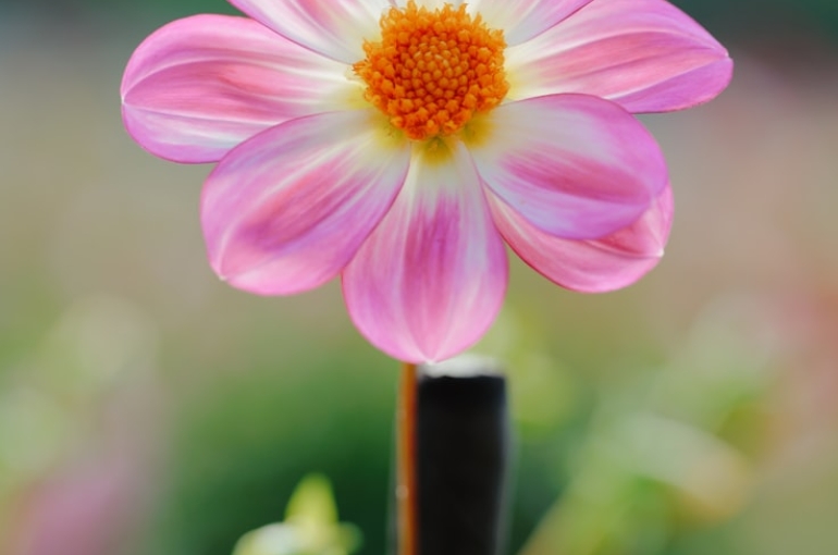 premium_photo-1764464680420-ab2083d9a59a