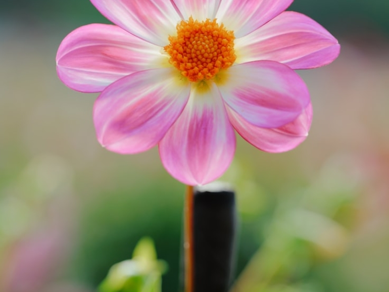 premium_photo-1764464680420-ab2083d9a59a