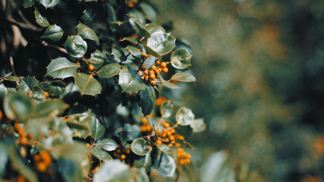 premium_photo-1764464680829-4c4398cb09ca