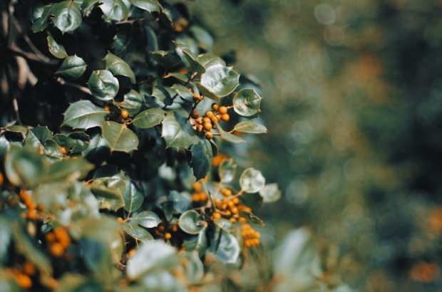 premium_photo-1764464680829-4c4398cb09ca