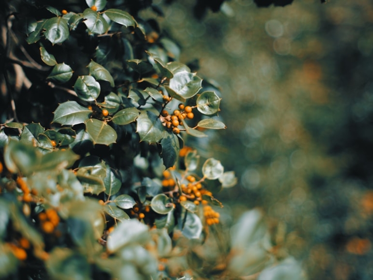 premium_photo-1764464680829-4c4398cb09ca