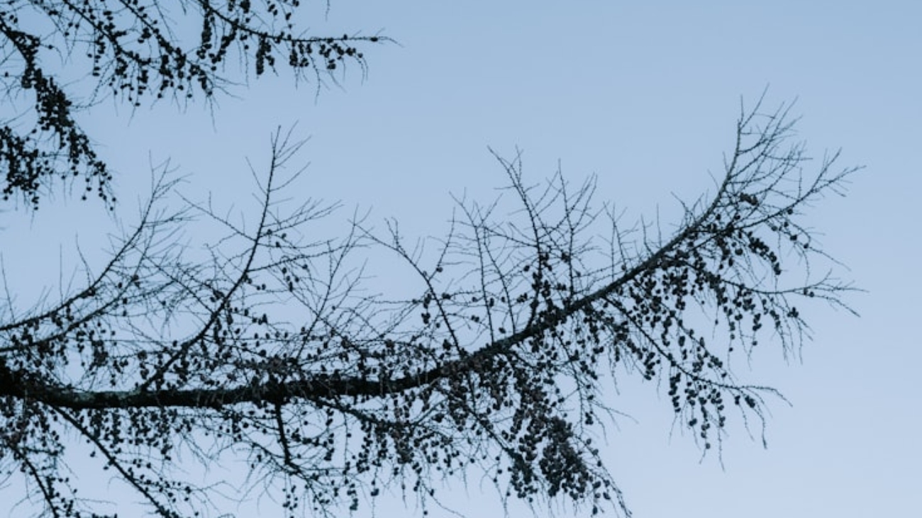 premium_photo-1764528834123-2bcebba5c137