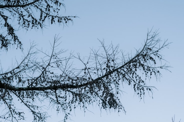 premium_photo-1764528834123-2bcebba5c137