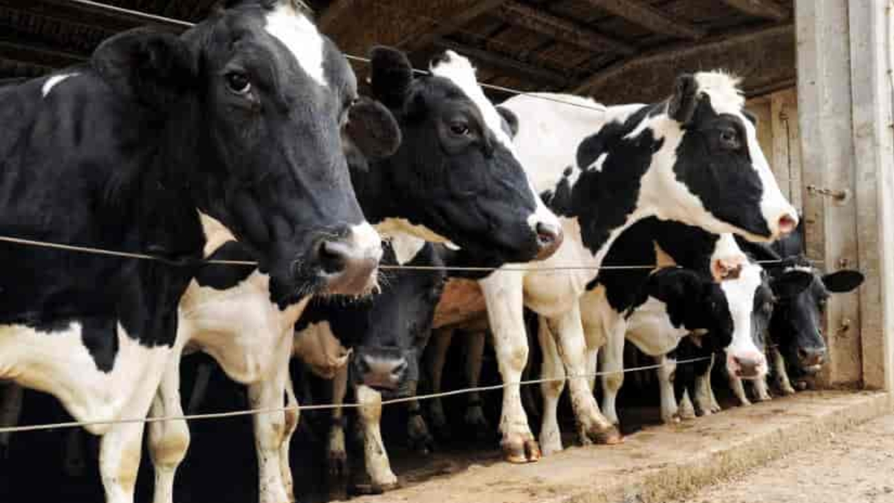 screenshot-3-cowshed-8-p8yrj