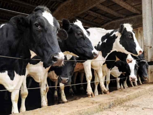 screenshot-3-cowshed-8-p8yrj