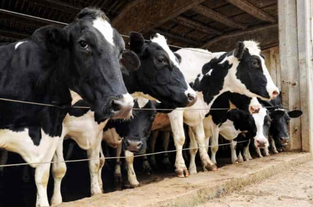 screenshot-3-cowshed-8-p8yrj