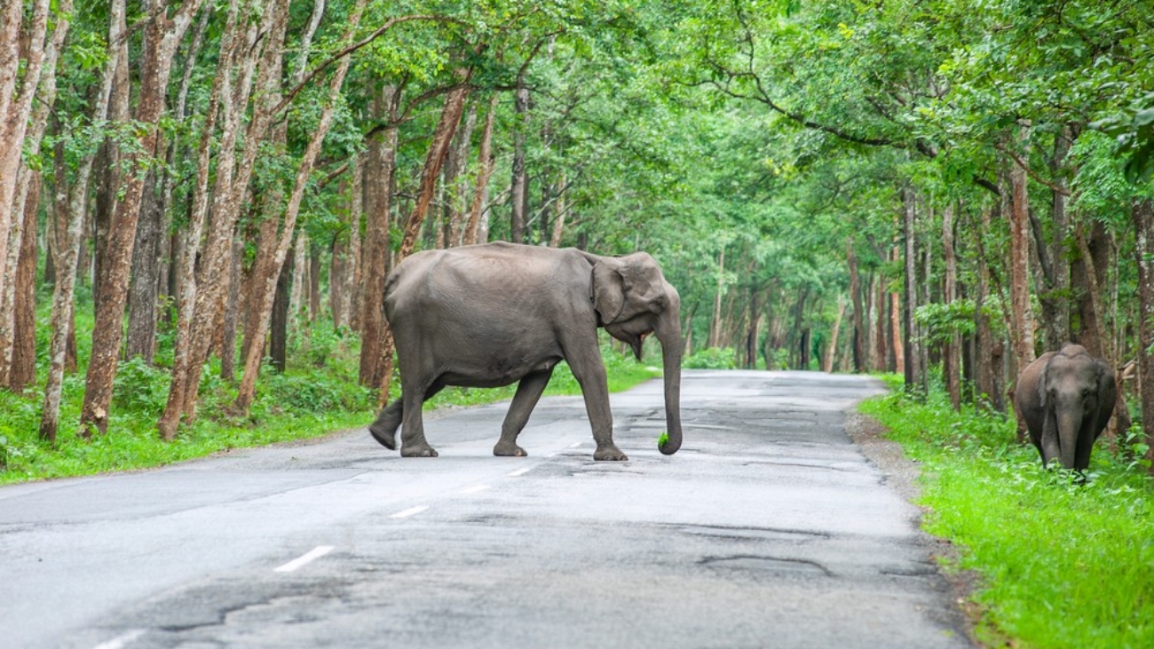 wildlife-in-wayanad6358c80fd9737