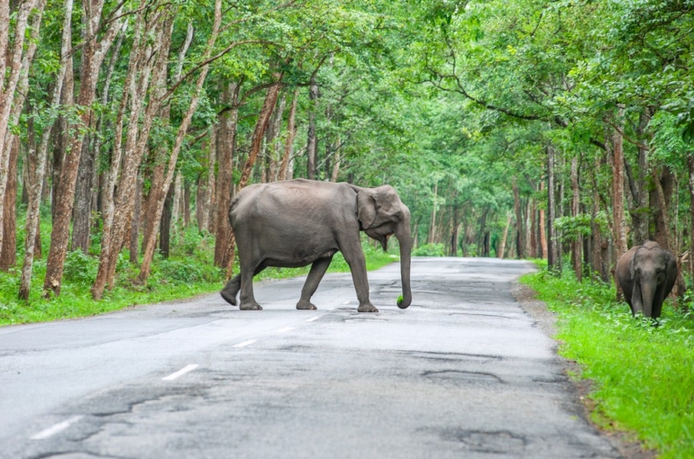 wildlife-in-wayanad6358c80fd9737